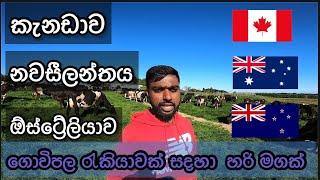 Dairy farm worker යන්න ලේසිම හරිම මග canada ,New zealand , Australia