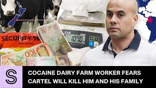 Cocaine dairy farm worker fears cartel will kill him and his family | Stuff.co.nz