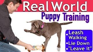 Easy Puppy Training: 3 Things 1 Session (Leash walking, Leave it, Lie down)