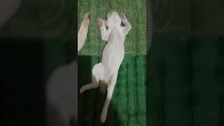 VIRAL kucing tidur dengan gaya