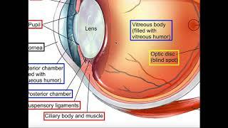 Anatomy of the Eyeball and 3 Tunics