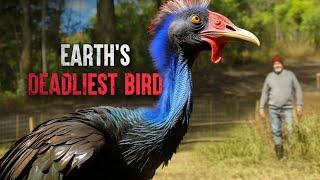 How to Survive a Cassowary Attack