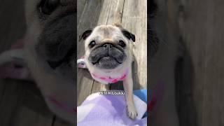 My PUG makes “NOM NOM” sounds when she eats  #pug #dog #cute