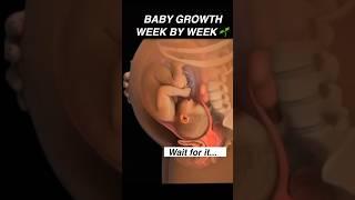 Your baby’s growth week by week! #pregnancy #womenshealth #mother #anatomy #pregnant