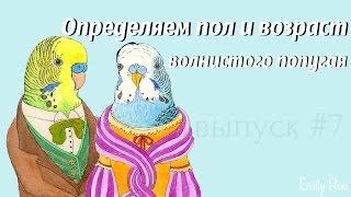 Как определить пол и возраст волнистого попугая? #Волнистый #попугай #уроки по уходу и содержанию