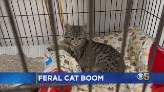 Bay Area Sees Population Explosion Of Feral Cats