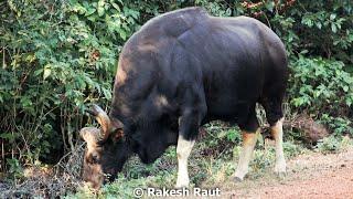 Dajipur Wildlife Sanctuary Safari Sighting Indian Bison / Gaur 4k