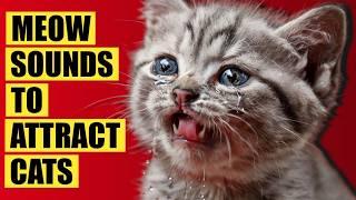 Meows to ATTRACT Cats ( Kitten Sounds to Attract Cats ). Cat Meowing Sound Effects - Meow Sounds