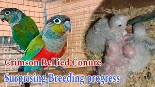 Crimson Bellied Conure Surprising Breeding progress//Conure breeding progress || Rajdip Aviary 