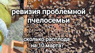 Что делаю на пасеке? Ревизия проблемной семьи? #пчеловодство #рекомендации #тренды #пасека