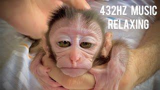 Baby Monkey Enjoys Relaxing 432 Hz Massage | Ultimate Relaxation