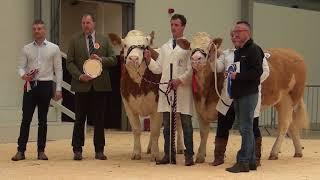 Simmental Leading Ladies - Friday April 20th 2018