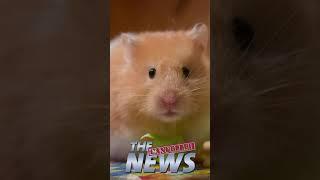 This rich-a$$ Bitcoin hamster died