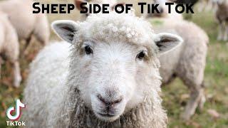 Sheep Side of Tik Tok