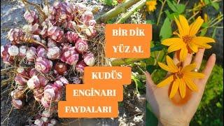 KUDÜS ENGİNARI, Bir Diktik Yüz Aldık, YER ELMASI HASADI #keşfet #garden #kudüsenginarı #yerelması