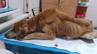 Спасение собак из ледяного плена Якутска | Беженцы Кай и Герда