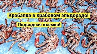 Крабалка в крабовом эльдорадо! Подводная съёмка / Okhotsk Sea Ice Crabbing!