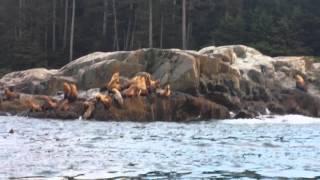 SeaLion Horde