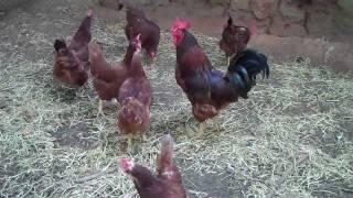 Raising Chickens for food
