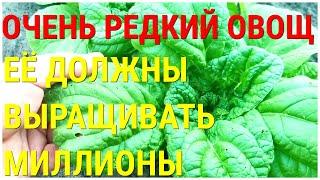 Этот редкий овощ незаменим на нашем столе вот уже много много лет КРАСАВИЦА ХАКУСАЙ ЛИСТОВАЯ КАПУСТА