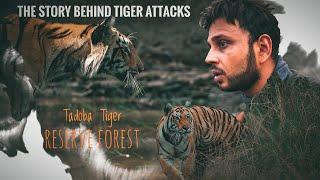 The Story of Tiger Attacks at Tadoba | Tadoba Jungle Safari | Tadoba Andhari Tiger Reserve - Buffer