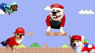 Dogs Falls Compilation - Super Mario Bros Style