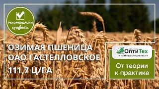 Озимая пшеница 111,7 ц/га. Система защиты Сингента в действии. ОАО Гастелловское. Миравис Эйс.