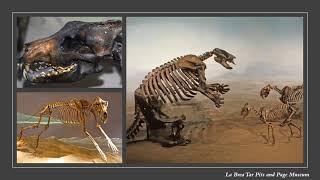 Dire Wolves: The Last of an Ancient New World Canid Lineage - A Webinar with Dr. Angela Perri