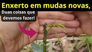 O ENXERTO PEGA MAIS FÁCIL com essas dicas de enxertia!#comofazerenxertodemanga #enxertodemanga