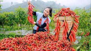 Harvesting Chili Garden Goes To The Market Sell ️Minh Daily Harvesting