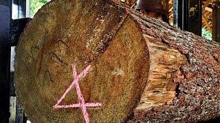 Amazing... The most dangerous hard pine wood sawing skills at the sawmill