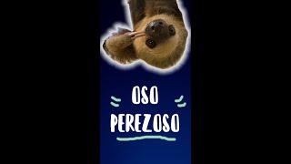 CURIOSIDADES  DEL OSO PEREZOSO ｜ DARYL FIRE ｜DATOS INTERESANTES｜MAMÍFERO