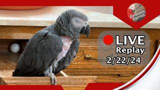 Einstein Parrot FB Live Replay 2/22/24