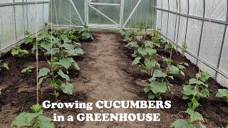 Perfectly Growing Cucumbers  in a Greenhouse. From Sowing to Harvest.