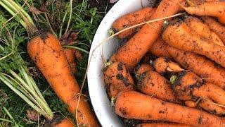 STORING CARROTS for SIX MONTHS without a root cellar!