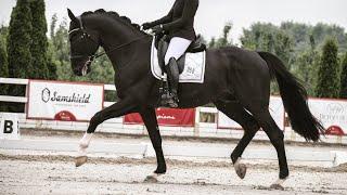 Totalito black Oldenburg stallion by Totilas 