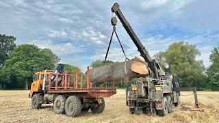 FODEN TRUCKS MOVING LARGE OAK TREES