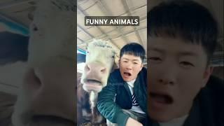 FUNNY ANIMALS PART 99 #funny#funnyanimals#funnyshorts#funnyvideo#funnycats#funnydogs#shorts#cat#dog