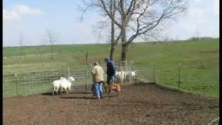 Lily (Belgian Malinois) First Exposure to Sheep Herding