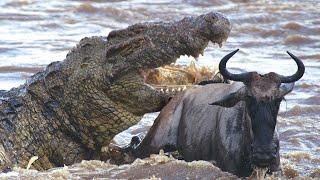 На что способен нильский крокодил? Самый опасный хищник Африки!