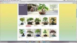 1-800-Flowers Featured Coupon - Bonsai Plants Starting at $40