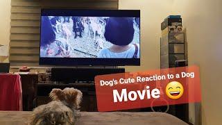 Cute Dog Funny Reaction while Watching a Dog Movie 