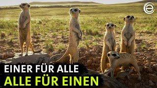 Meerkats | Experience Earth