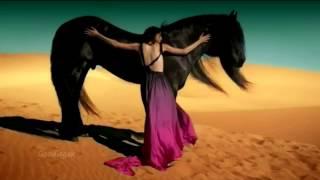 Gipsy Kings - Viento Del Arena [ HD video ]