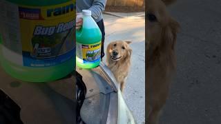 Roscoe “Helps” Fix the Car