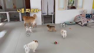 소형견들 앞에서는 대장 노릇하는 쫄보 리트리버ㅋㅋ