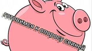 ‼️подготовка к опоросу свиней ‼️