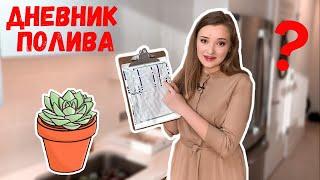 Как поливать суккуленты | Мой дневник полива