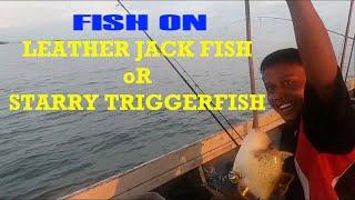 Leatherjack Fish Or Starry Triggerfish Fishing on Deep-sea Marangkayu # Saltwater Fish Mania