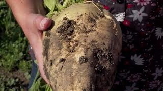 Growing Sugar in Alberta from Sugar Beets